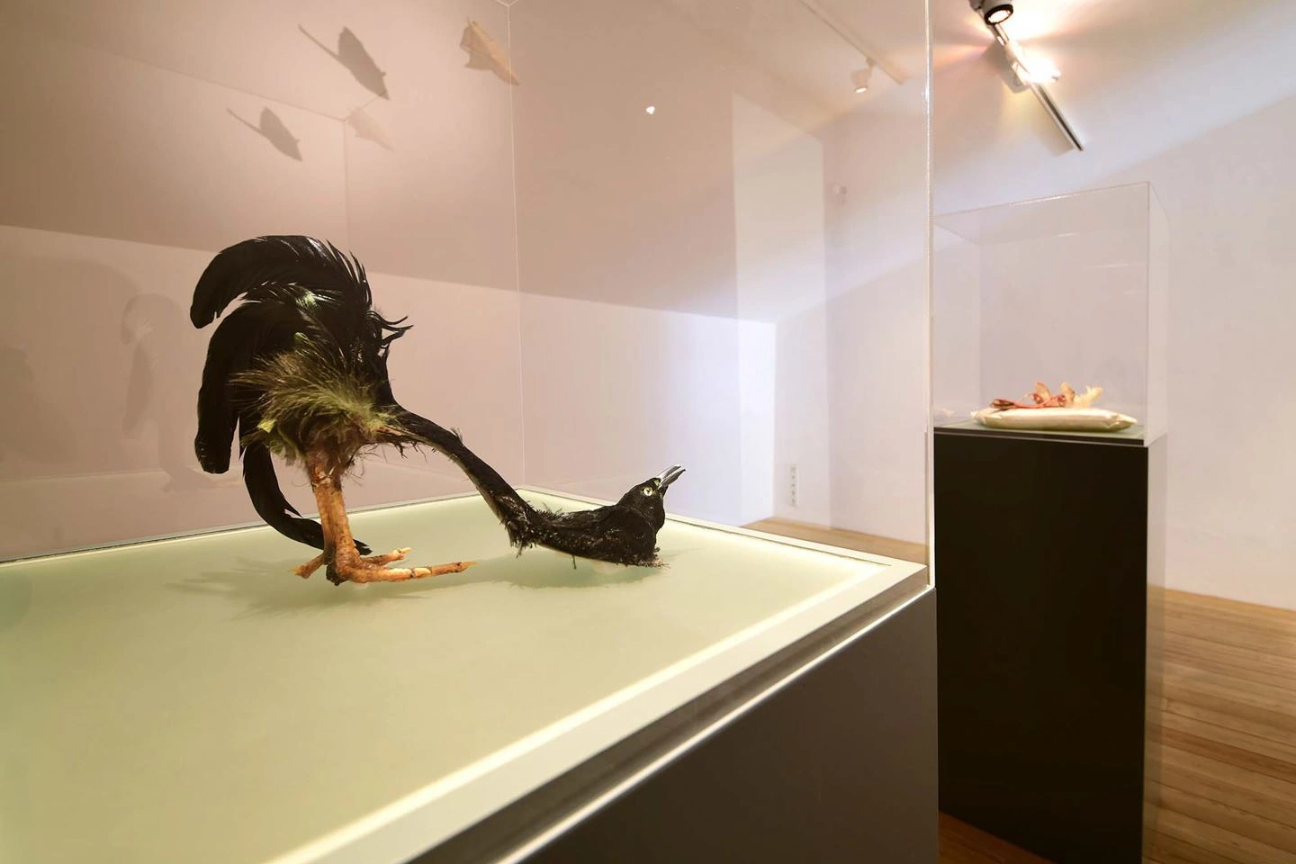 Sculpture of a headless bird with feathers on its back displayed on a bright pedestal in a room with white walls, parquet floor, and additional artworks in the background.