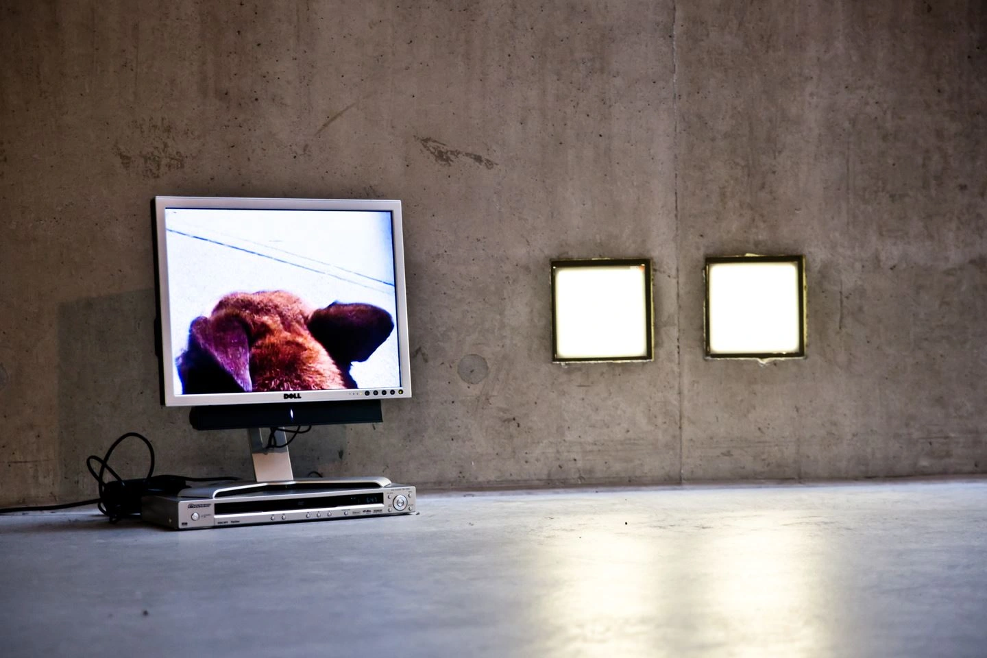 Modern workspace with a computer monitor on desk displaying a blurred image of an animal, situated in a minimalist room with concrete walls and two framed pictures.